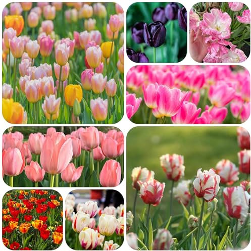 tulpenzwiebeln winterhart mehrjährig, tulpen zwiebeln Wildtulpen Zwiebeln, Stauden tulpenzwiebel dekoration Tulpenknolle Winterharte Balkonpflanzen Exotische Pflanzen Blumen zwiebel 3pcs