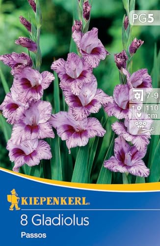 Kiepenkerl Kleinblumige Gladiole Passos – Schneckenresistente Blumenzwiebeln, Ideal als Schnittblumen, Gladiolen online bestellen