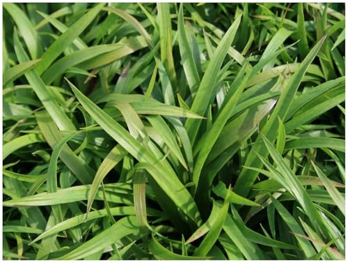 Stauden Gänge 10 x Luzula sylvatica im 1 Liter Topf (Ziergras/Gräser/Winterhart/Mehrjährig/Stauden/Immergrün/Bodendecker) Wald-Marbel - Schattenliebende Schönheit, die bleibt