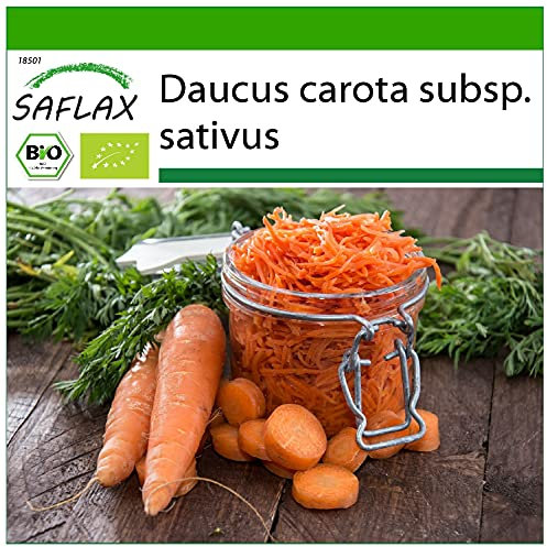 SAFLAX - BIO - Carota - Regina d'autunno - 1000 semi - Daucus carota subsp. sativus