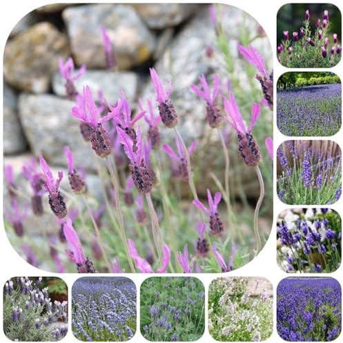 semi di lavanda biologici - estivi da balcone resistenti, selvatici in serra per primaverili, per il giardino 1200pcs