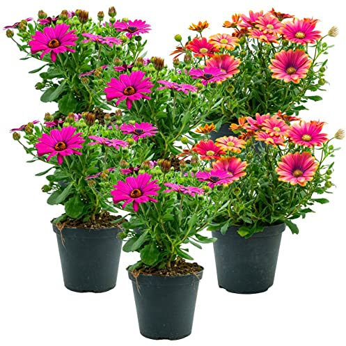 Dimorfoteca (6 PLANTAS) - Flores NO comestibles - Granja Carmazzi