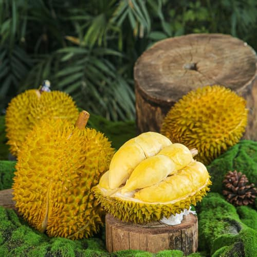 Semi di Durian, acquistare da frutto semi da frutto colonnari sementi biologiche 20pcs