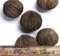 (5) Black Walnut Baumsamen, Juglans nigra - Northern - HARDY ZONE 5+