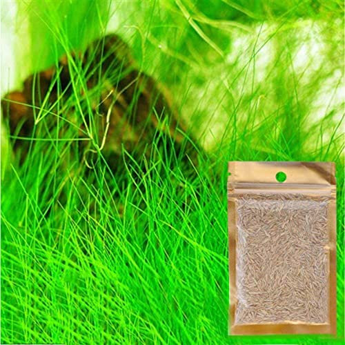Grass Seeds Fast Growing,10g About 7000Pcs Organic Aquatic Plants Seeds for Fish Tank Aquarium(Long Hairy Grass)