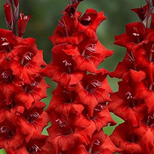 10 x Gladiolus Largeflowering Wig’s Sensation – Luscious & Stunning Red Blooms – Summer Flowering Bulbs – Perennials – for Your Beautiful Garden