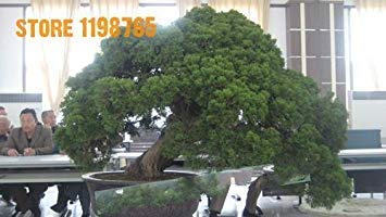 20 teile/beutel Zypressen Platycladus Orientalis Orientalischer Lebensbaum Samen Nadelbaum Samen Bonsai Samen Für Diy Hausgarten