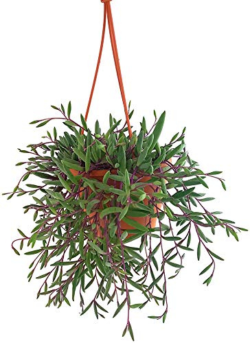 Fangblatt - Senecio herreianus 'Purple Flush' - violett-grüne Erbsenpflanze - exotische Sukkulente - hängende Zimmerpflanze