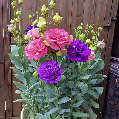1000 Graines de Lisianthus Vivaces | Fleurs d’Eustoma Non-OGM | Jardin Intérieur/Extérieur, Semis Faciles et Sans Épines (Rose rouge)