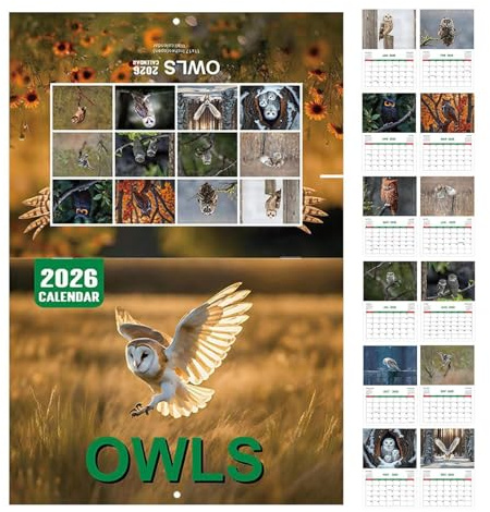 Calendario de OWL 2026 - Calendario mensual elegante con grandes campos de escritura, planificador anual práctico para citas y tareas, diseño claro | Ideal para el plan de enseñanza familiar en el lug