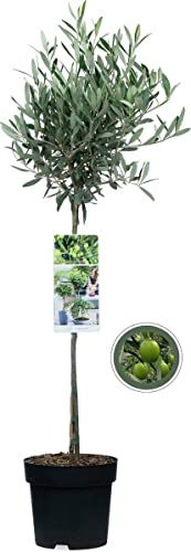 DECOALIVE Olivo PREMIUM Árbol Natural para Casa, Terraza y Jardín, 8435712005333