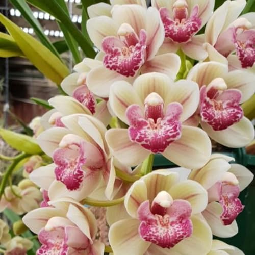 Raro Rizoma Di Cymbidium Orchidea, Resistenti Al Freddo E Alla Siccità, Facile Da Coltivare, Perfetta Idea Regalo-5 rizoma-C