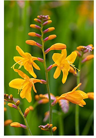 10x Crocosmia George Davison Summer Flowering Bulbs Yellow Spring Planting Easy to Grow Montbretia Polinatori Friendly Hardy Garden Perenial Flowers