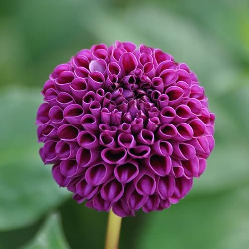 Dahlie Rocco | 1 Stück | Knolle | Schnittblume | Lila | 100% Blütegarantie | QFB Gardening