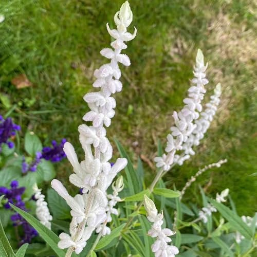 Semi di Salvia - semi aromatiche biologici Salvia japonica - esotici perenni 150pcs