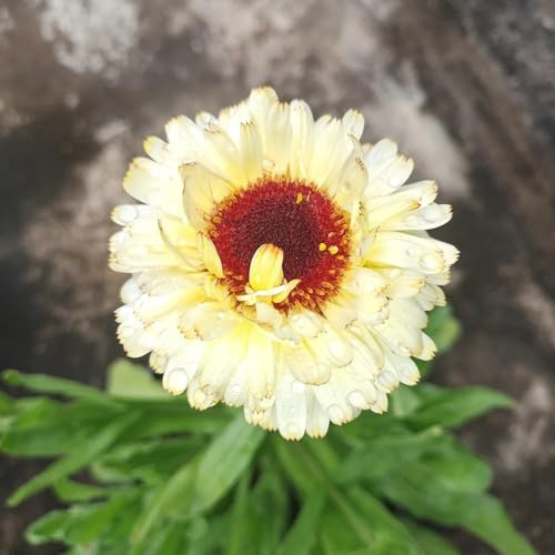 calendula - primaverili, resistenti in vaso semi di calendula Decorazioni giardino per esterni semi di tappezzanti resistenti 300semi