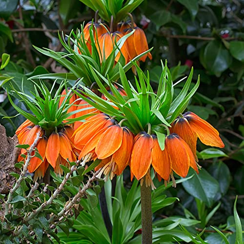 tubérculos corona imperial temprana fritilaria resistentes en Cubresuelos resistentes silvestres en el 2bulbos