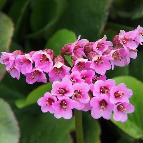 50 pcs bergenien winterhart samen, kräuter samen, saatgut (Bergenia cordifolia) blumen für balkon, bio saatgut blumensaat, balkonpflanzen winterhart mehrjährig schnittblumen samen,