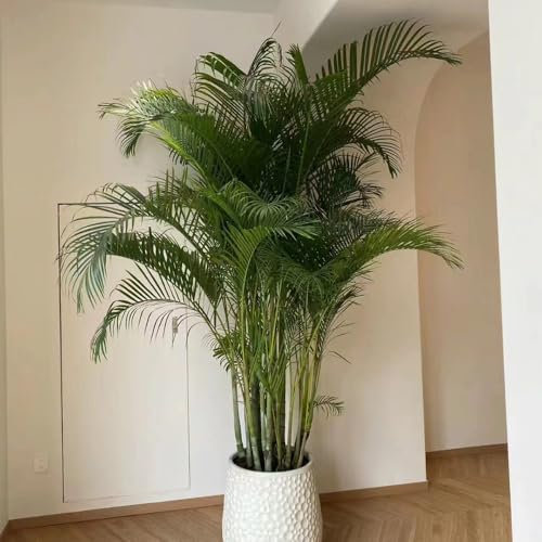 50 pcs goldfruchtpalme samen, zimmerpflanzen wenig lichtbedarf, Dypsis lutescens - bonsai samen balkonpflanzen winterhart grünpflanzen zimmerpflanzen exotische pflanzen winterhart