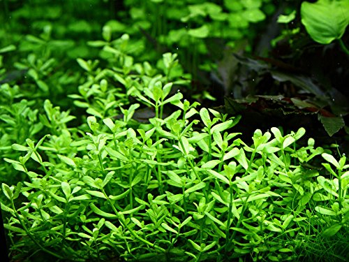 AquaOne Aquarium Pflanze Bacopa monnieri 'Compact' I Wasserpflanze Aquariumpflanze Stängelpflanze voll durchwurzelt einfach pflegeleicht Aquascaping Dekoration