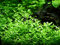 AquaOne Aquarium Pflanze Bacopa monnieri 'Compact' I Wasserpflanze Aquariumpflanze Stängelpflanze voll durchwurzelt einfach pflegeleicht Aquascaping Dekoration