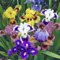 Iris Misti - Bulbi Di Alta Qualità-Rizomi di Iris germanica in miscuglio di vari colori: Seeds Only