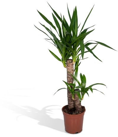 Yucca Palme Elephantipes