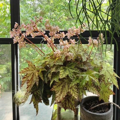 begoniensamen - garten winterhart mehrjährig 400pcs