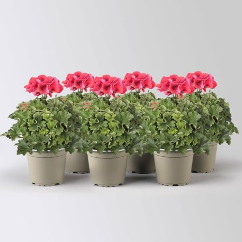 Edelgeranie Bella Donna® 'Don Vito®', rot, Topf-Ø 12 cm, 4 Pflanzen