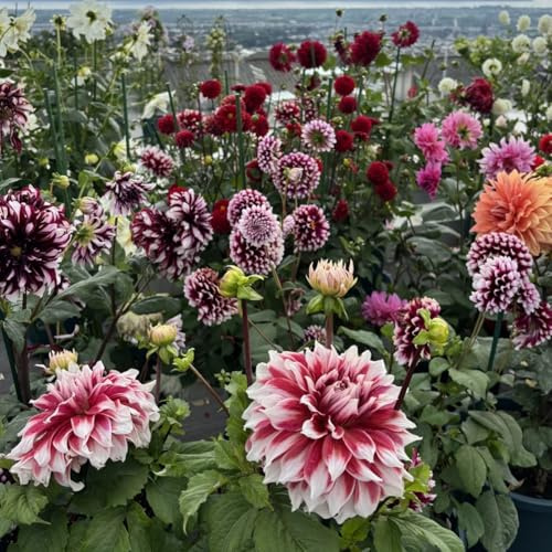 Dalias Tubérculos resistentes - Dalias Rizoma Adaptable a Climas Variados - Ideal para plantar -4Tubérculos-A