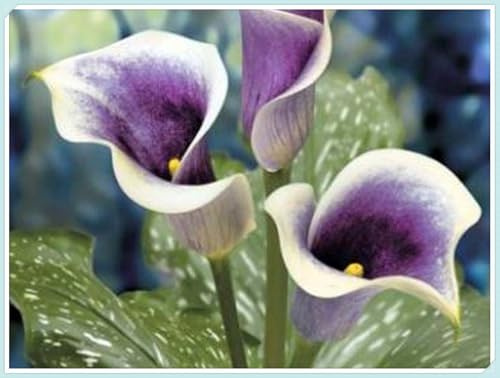 Fácil de cultivar. En maceta,Otoño o primavera,Bulbos de Cala-Excelente para plantar en interiores o exteriores.-6 bulbos