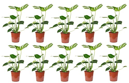 Set med 10 fönsterblad – äkta krukväxter, Monstera Deliciosa – höjd ca 75 cm, kruka Ø 19 cm