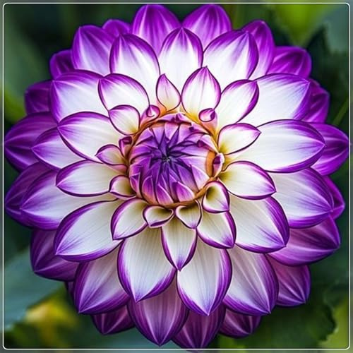 Mysteriöse magische Glühbirne, Winterhart pflanzen, Mehrjährige Blumenzwiebel ist winterhart, 2025 Blumenzwiebel Mix-4 Dahlien Zwiebeln-I