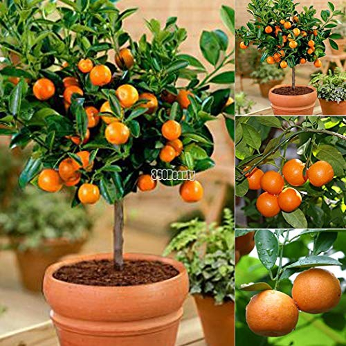 Yukio Samenhaus - Mandarinenbaum (Citrus reticulata) Obstsamen Bonsai Samen winterharte Sorte Fruchtpflanzen Samen Orangenbaum (10 Samen)