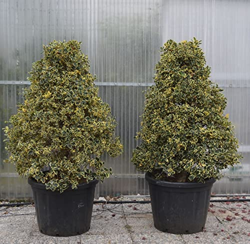 Agrifoglio variegato Ilex aquifolium Argentea Marginata pungitopo esemplare a cono in mastello ø60 cm h. 100/120 cm circa Vivaio di Castelletto