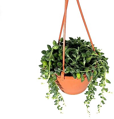 Senecio herreianus (Pianta del Rosario) – Succulenta Pendente in Vaso Ø19 cm – Foglie a Collana di Perle, Ideale per Vasi Sospesi – FOTO REALI