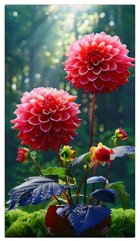 Dahlia Bulbs UK,Potted-Plants-Rhizome,Dahlia Plants for Garden,Excellent Display-6bulbs-G