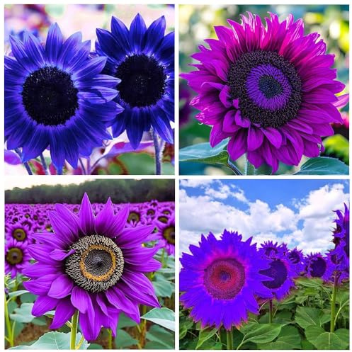 100+ Sunflower Seeds for Planting-Heirloom in Home Outdoor Garden