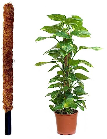 JARDINLIFE Tutor Fibra de Coco Natural para Plantas Trepadoras y Enredaderas, Guía para Las Raíces (60 cm)