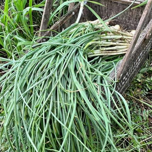 Aglio Orsino Copertura resistente di semi primaverili acquistare semi balcone parterre giardino selvaggio 250pcs