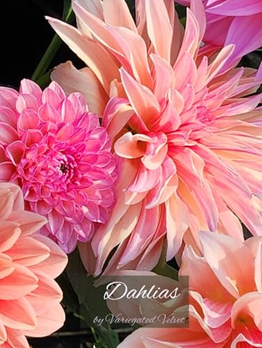 Dahlias by Variegated Velvet: floral table book