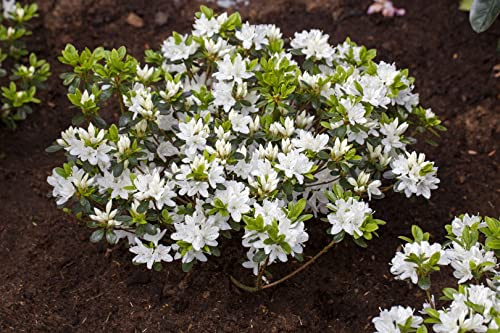 Japanische Azalee Rhododendron obtusum Kermesina Alba 15-20 cm winterhart