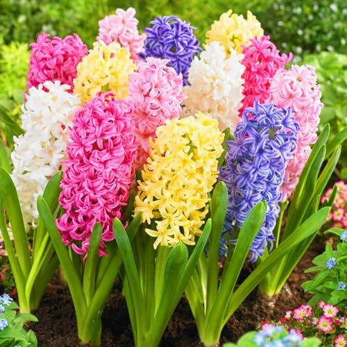 Hyazinthenzwiebel-Winterhart MehrjäHrig,Traubenhyazinthen Zwiebeln,Hyazinthen Rhizome,Hyazinthen Zwiebeln Winterhart,In Töpfe pflanzen-4zwiebeln-a