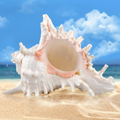 SUNOYA Conchas Marinas Naturales,18-20cm Conchas Marinas Gigantes,Enormes Caracolas Oceánicas,Conchas Marinas Grandes para Decoración del Hogar,Bricolaje