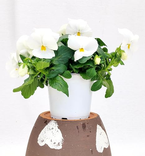POWERS TO FLOWERS - VIOLE DEL PENSIERO, VIOLA A FIORE PENDULO BIANCO PURO, SET 4 PIANTE VASO 12CM DIAMETRO, piante vere