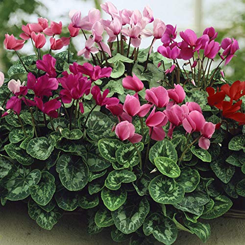Cyclamen - 5 semi - Mix di fiori giganti - nano - cyclamen persiano - pentola contenitore - NPWS