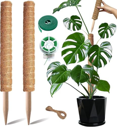 Monstera Lot De 2 Supports pour Plantes Grimpantes - 40 cm - Facilement Extensible - Aide à l'escalade idéale pour Les Plantes d'intérieur - pour Plantes Grimpantes - Tige De Coco Naturel