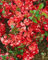 Chaenomeles 'Hollandia' 40-60 cm - Zierquitte, leuchtend rote Blüten, Blütezeit März-April, ideal für Hecken und Rabatten, pflegeleicht und winterhart
