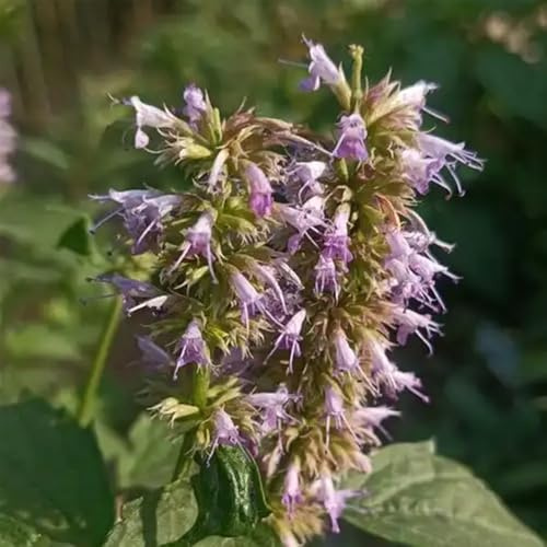 semillas de ortiga perfumadas, Agastache foeniculum, verdes de balcón exóticas en perennes resistentes productos sostenibles para 200pcs