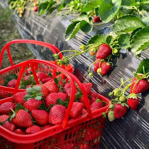 Semi di fragola resistenti, raro esotici 1200pcs